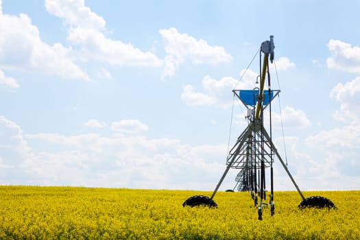 A pivot watering system in a blooming field of canola.