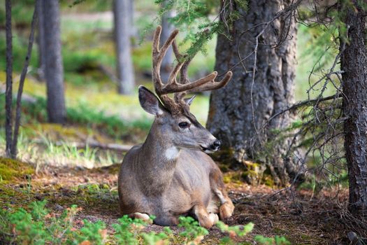 An eight-point buck, white-tail deer with velvet still on his rack.  Found resting in world renown Banff National Park.