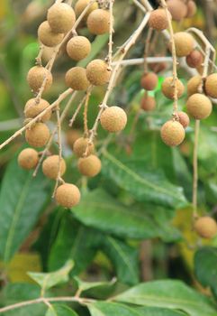 Longan fruit growing on tree