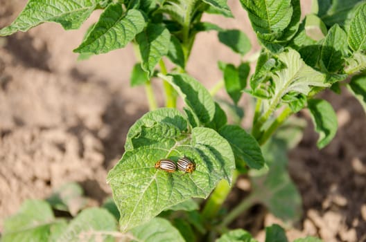 two striped colorado beetles sit on potato plant leaf. Danger threat for harvest.