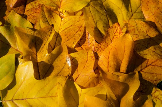 background of bright yellow wet nerved tuliptree leaves