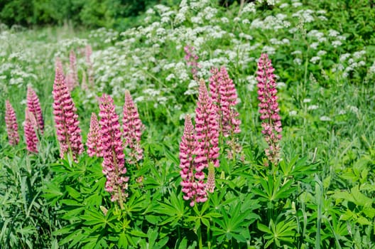 beautiful blooming pink lupine on green summer meadow