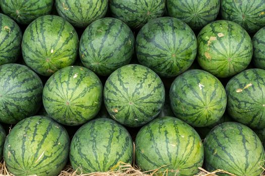 Watermelon set in a row on straw