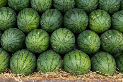 Watermelon set in a row on straw