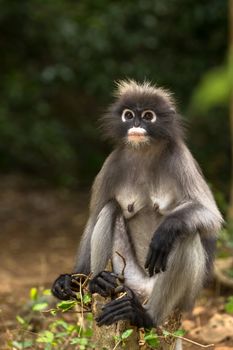 Dusky leaf monkey sitting on tree stump.