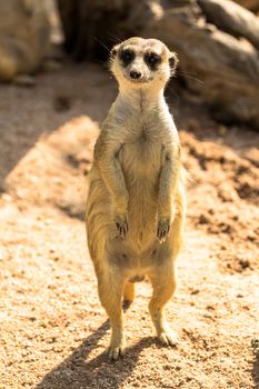 Alert meerkat standing on guard in zoo, Thailand.