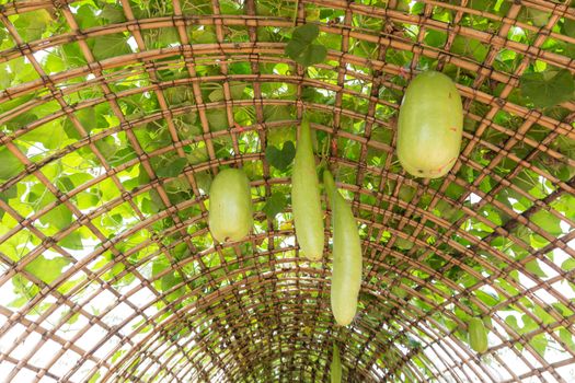 Green Chinese Watermelon hanging on vine lattice.