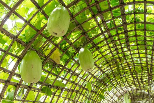 Green Chinese Watermelon hanging on vine lattice.