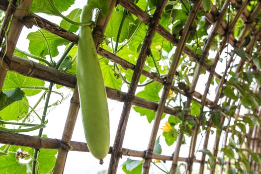 Green Chinese Watermelon hanging on vine lattice.