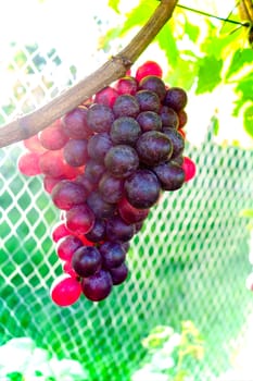 Fresh red grapes hanging on a vine