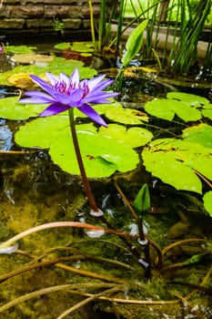 Purple lotus blooming in a pond