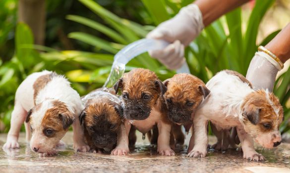 Close up of female hand washing puppy dog