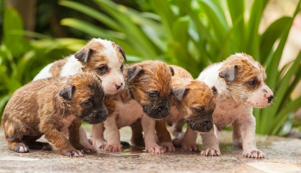 Close up of female hand washing puppy dog