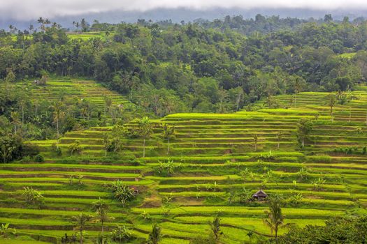 Beautiful rice terrace fields in Bali Indonesia