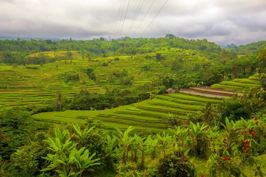 Beautiful rice terrace fields in Bali Indonesia