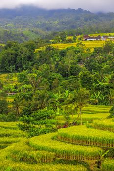 Beautiful rice terrace fields in Bali Indonesia
