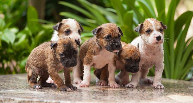 Close up of washing five puppy dog