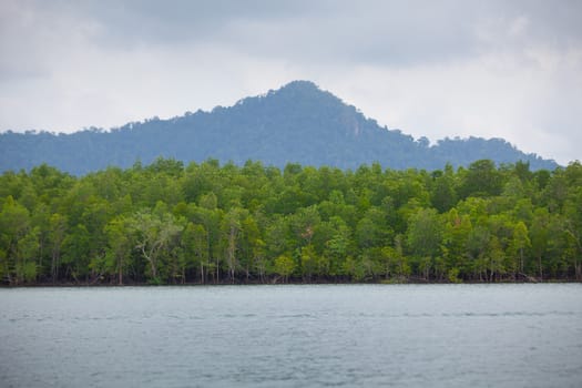 Mangrove Forest in south of Thailand