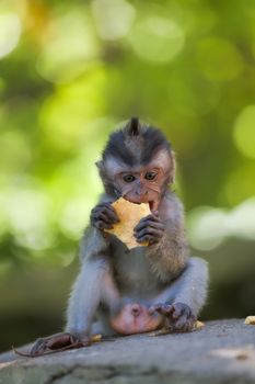 Long-tailed Macaque Monkey in the Monkey forest in Bali