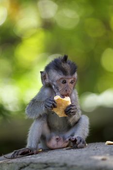 Long-tailed Macaque Monkey in the Monkey forest in Bali