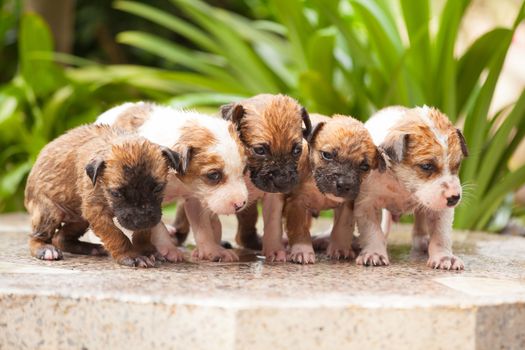 Close up of female hand washing puppy dog