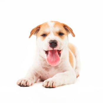 Puppy Dog showing tongue isolated on white background