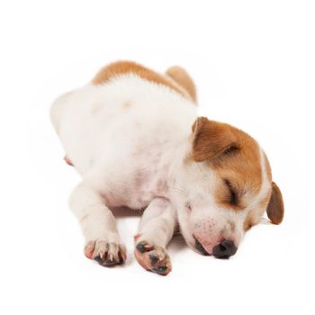 puppy dog lying isolated on white background