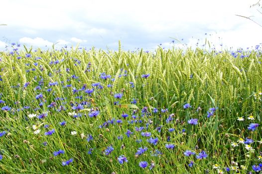 blaue Kornblumen im grünen Weizenfeld