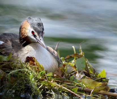 Crested grebe duck (podiceps cristatus) incubating its nest