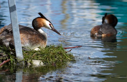 Crested grebe duck (podiceps cristatus) incubating its nest, other on the water