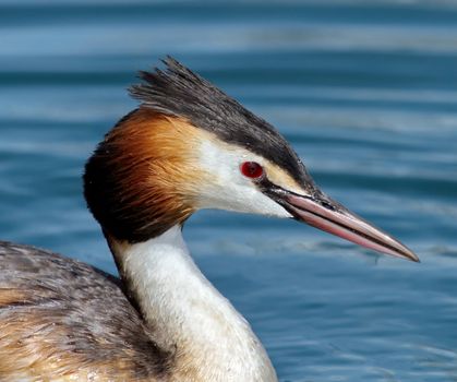 Crested grebe duck (podiceps cristatus) floating on water