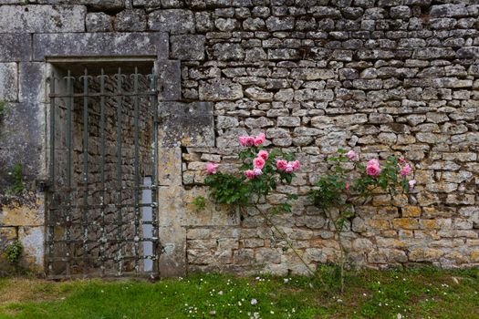 Roses on stoned wall  along with grilled garden gate Charente maritime, France
