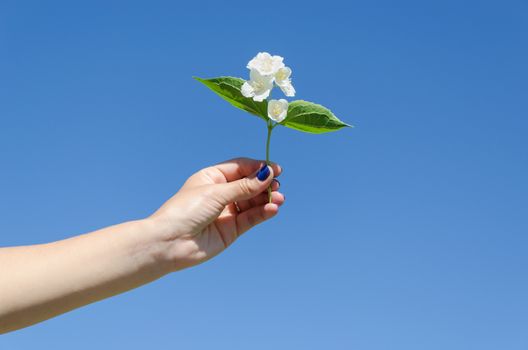 small white jasmine twig in female hand on blue sky background