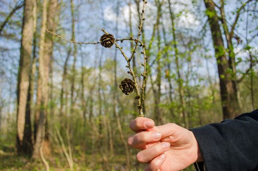 woman holds in hand small dry pine branch with small cones