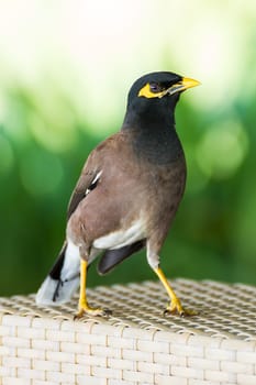 Common hill myna bird in thailand on green background