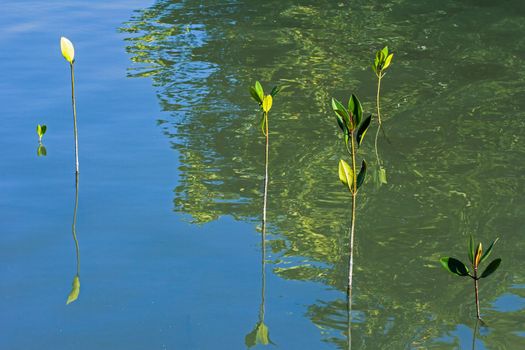 Small mangrove trees