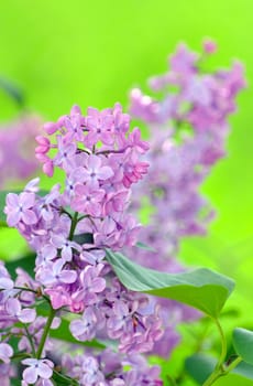Purple lilac flower close-up. Selective focus