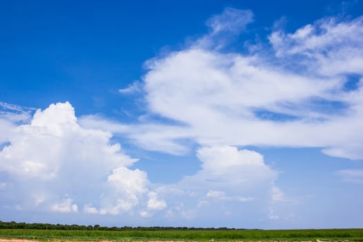 Green wheat field on a background of blue sky with clouds