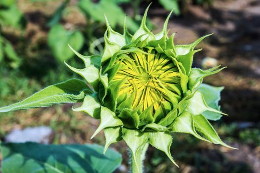 Not dismissed green flower of a sunflower