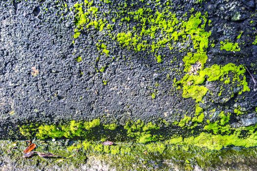 Old stone wall background with moss and lichen