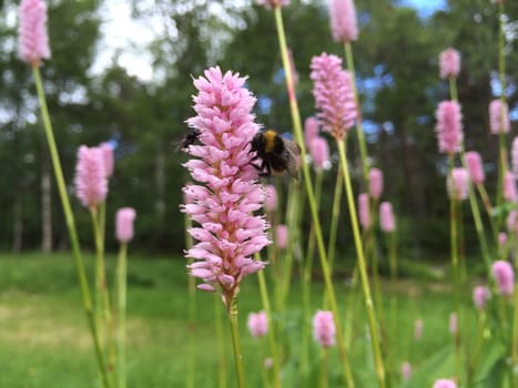 bumblebee