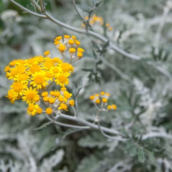 Bright yellow wildflowers