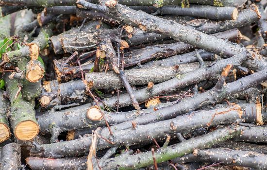 Pile of felled cherry branches