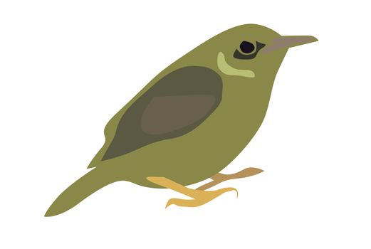 Vector illustration of little olive-backed sunbird