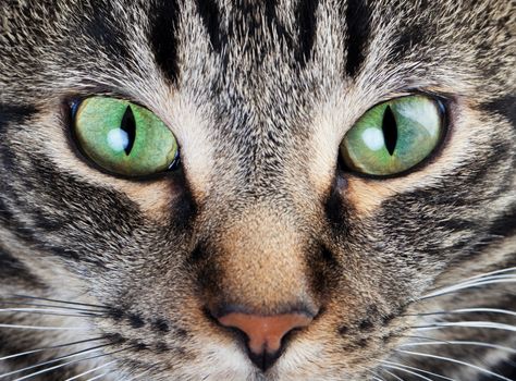 A macro shot of a young tabby cat's face.  Focus on his gorgeous green eyes!