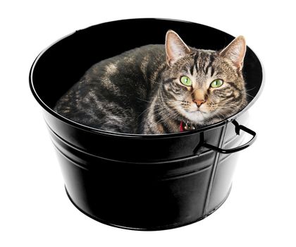 A content, male, tabby with gorgeous green eyes, curled up in a tub.  Shot on white background.