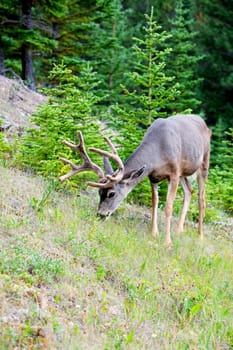 An eight-point buck, white-tail deer with velvet still on his rack.  Grazing peacefully in world renown Banff National Park.