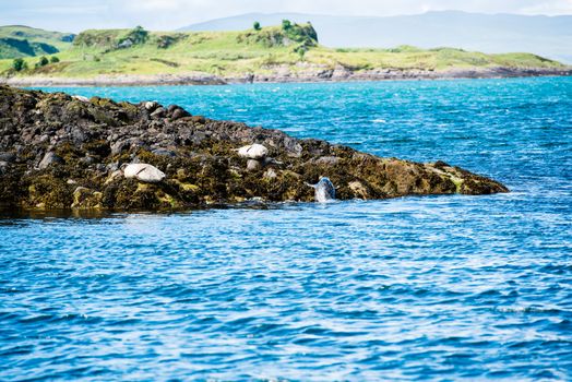 A sea lion or seal is leaving the water and joining his comrades sunning themselves on the rocks of a small island near Oban,Scotland