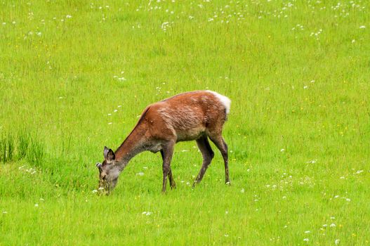 Young stag feeding on a meadow near Glenfinnan, Scotland