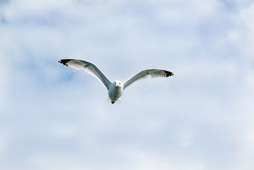 European Herring Gull, Larus argentatus, flying against bright sky background towards the viewer near Oban, Scotland